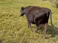 Cow, Cattle — photo 1