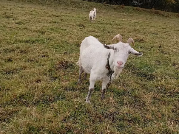 Goat, Goats — Moldova
