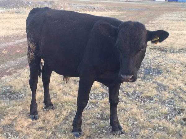 Bull, Aberdeen-Angus — Kazakhstan