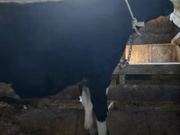 Toro, Razza Holstein — foto 1