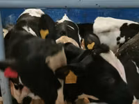 Бұқа, Russian Black pied cattle — 5-сурет