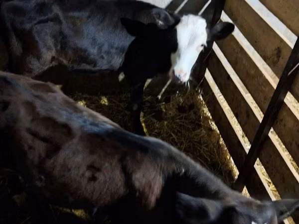 Bovinos (lote, sexo não especificado), Vaca branca de cabeça kazakh
