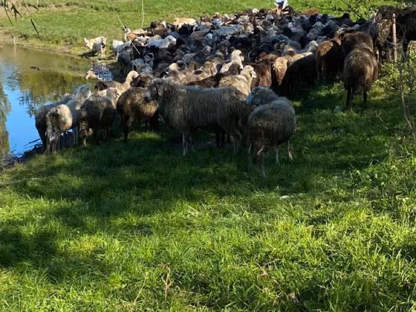 میش, گوسفند — مولداوی