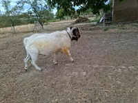 Billy Goat, Boer goat — photo 4
