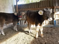 Skot (série, pohlaví neuvedeno), Swiss cattle — foto 2