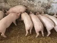 Pigs (batch, sex not specified) — photo 2