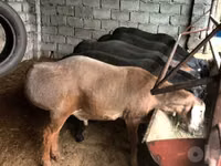 Ram, Sheep — photo 2