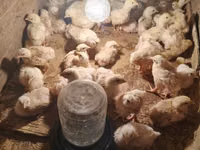 Chickens — sawirka 1