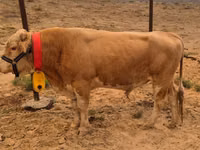 گاو نر, Swiss cattle — عکس 1
