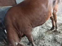 Cow, Cattle — photo 4