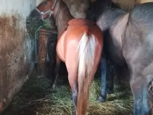 اسب نر, اسب — مجارستان