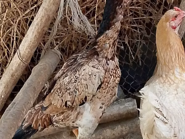 اسب (گروه، جنسیت مشخص نشده), اسب