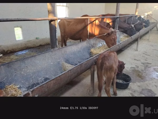 بقرة, Simmental cattle