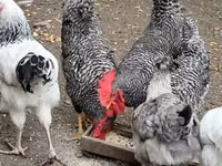Chickens — foto 4