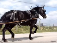 Kuda betina, Percheron — foto 7