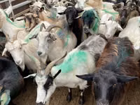 Cabra, Cabras — foto 1