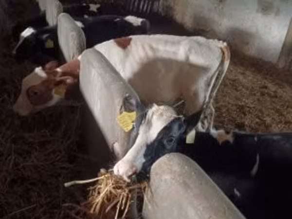 Bou, Simmental cattle — Ungaria