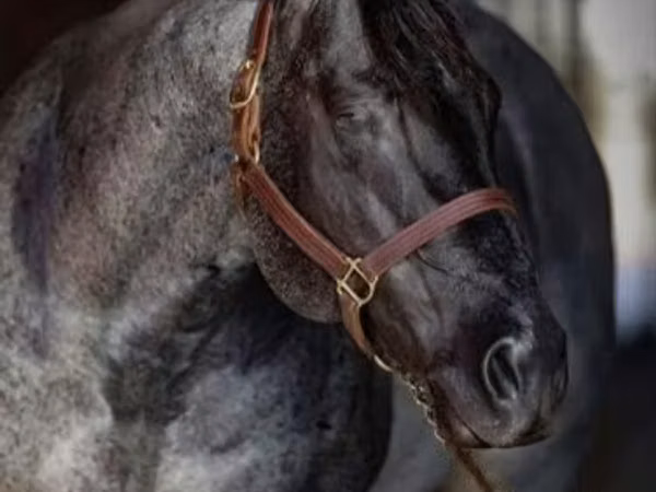 Horse (M), Quarter Horse