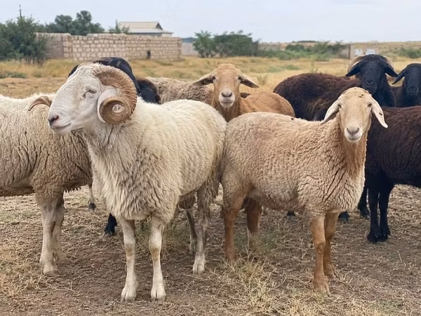 Ram, Sheep — Kazakhstan