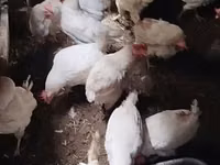 Chickens — تصویر 2