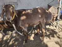 ஆண் ஆடு, ஆடுகள் — புகைப்படம் 3