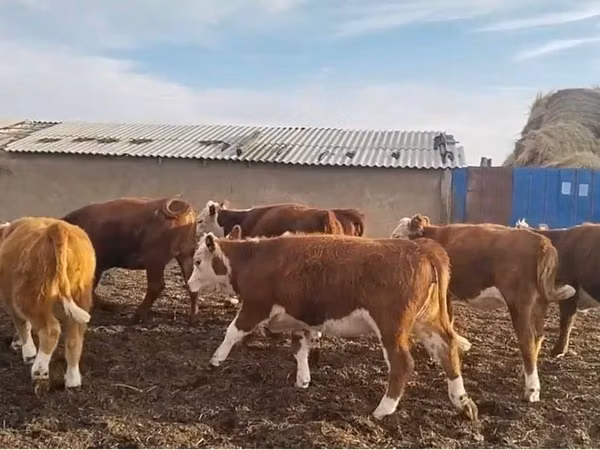 Vacă, Simmental cattle — Kazahstan