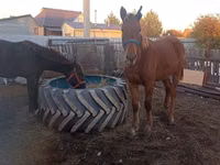 Kuda betina, Horses — foto 2