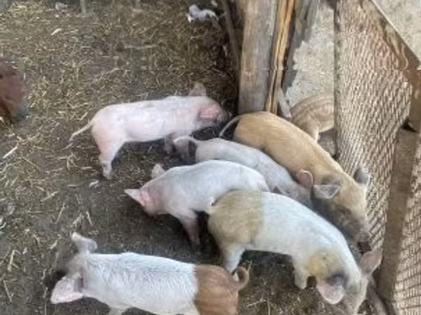 Sow, Pigs — Hungary
