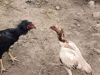 Chickens — photo 2