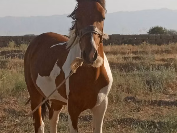 Horses (batch, sex not specified), Horses — Uzbekistan