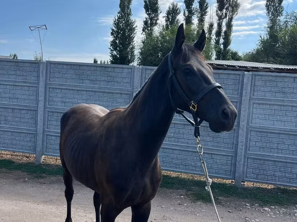 Hengst, Friesian sport horse — Kirgisistan