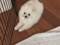 Pomeranian Spitz bala – ağ krem rəngli, super yumuşaq və sıx ikiqat — 写真 1