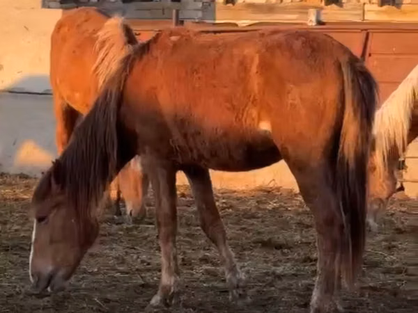 Horses (batch, sex not specified), Horses — Kazakhstan