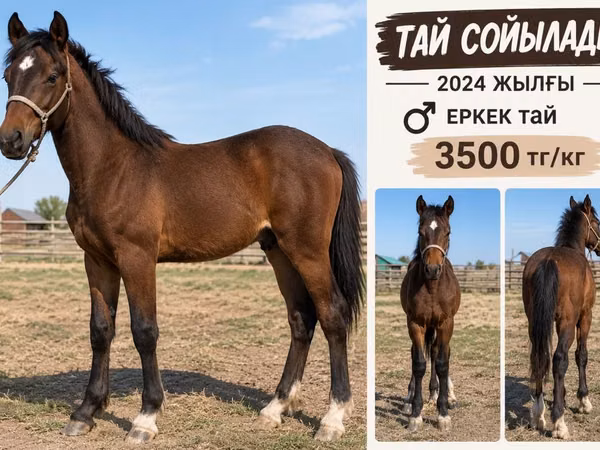 Kůň, Kazakh horse — Kazachstán