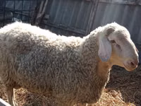Berbec, Assaf sheep — foto 2
