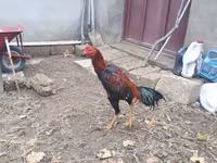 Chickens — عکس 8