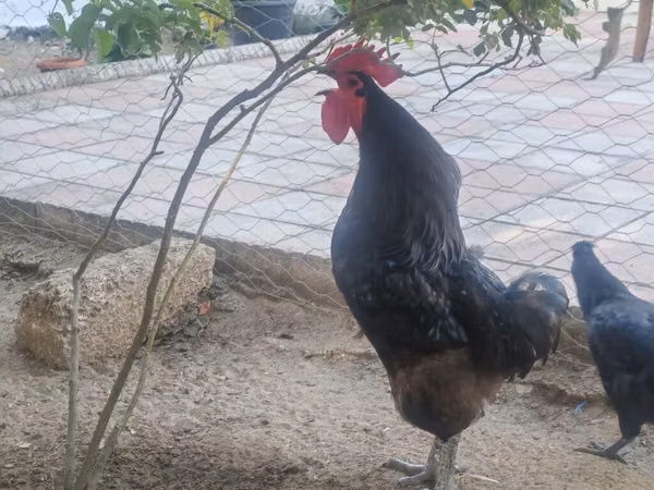 Chickens — Azerbaijan
