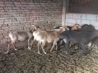 Πρόβατο, Tian-Shan semifinewool sheep — φωτογραφία 1