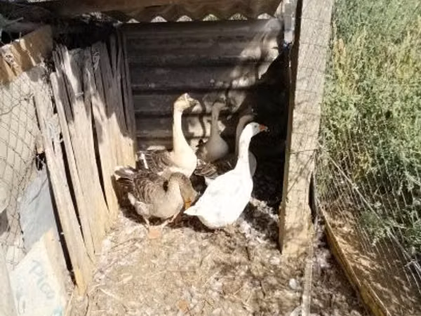 Каздар