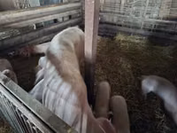 Scroafă, Porci — foto 2