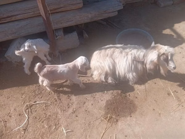 Goats (batch, sex not specified), Goats — Uzbekistan