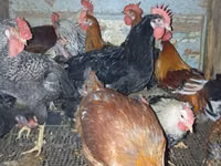 Chickens — снимка 1