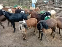 Ram, Sheep — photo 2