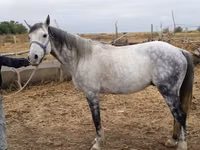 Айғыр, Friesian sport horse — 2-сурет