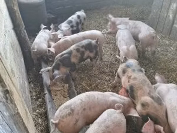 猪（批次，未指定性别）, Pigs — 匈牙利
