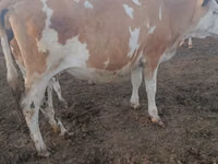 Vache, Simmental cattle — photo 7