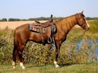 Mare, Rocky Mountain Horse — photo 5