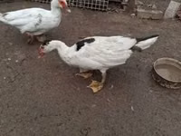 Ducks — புகைப்படம் 1