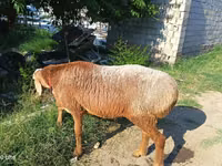 แกะตัวผู้, Agin sheep — รูปภาพ 1