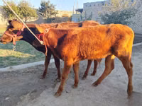 सांड, मवेशी — फ़ोटो 1